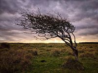 Tree in the dunes