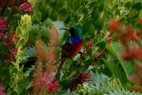 Double-collared Sunbird