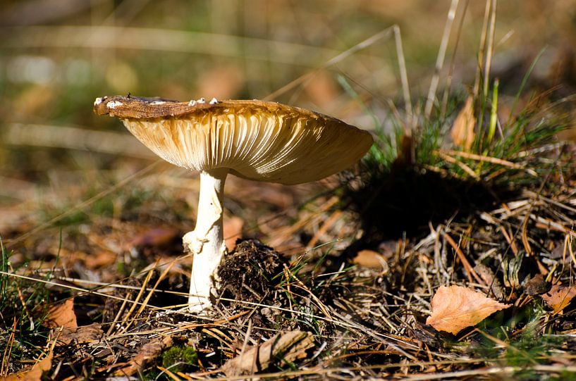 Paddenstoel op een herfstachtige dag von Maurice Verschuur