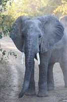 Un éléphant dans la poussière