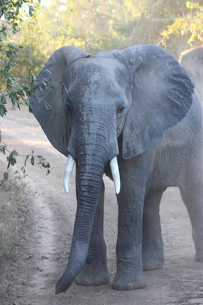 Un éléphant dans la poussière par Jennifer van Wijk