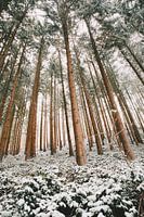 Forêt enneigée avec conifères, paysage hivernal en Allemagne