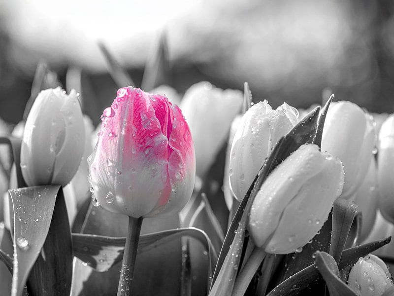 Pink tulip in focus by Paula Ketz