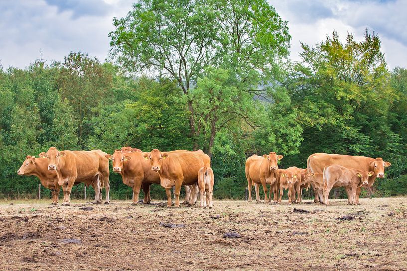 Group of brown cows stand in German landscape by Ben Schonewille