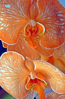 orange orchid plants