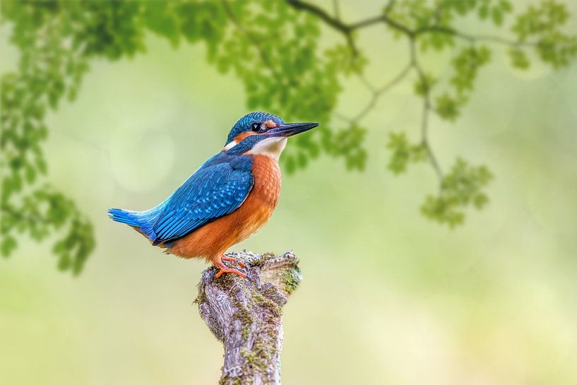 Eisvogel von Thomas Herzog