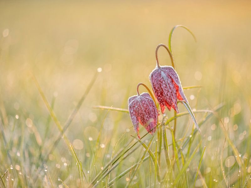 Just the two of us... by Erik Veldkamp