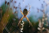 Wespenspinne oder Tigerspinne in der Sonne.