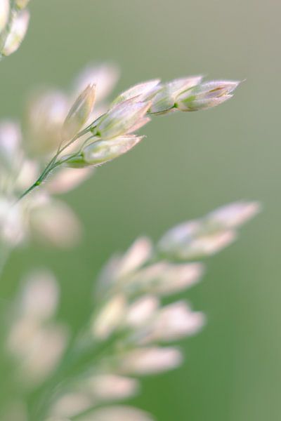 Dreamy summer feeling by Quirina Kamoen