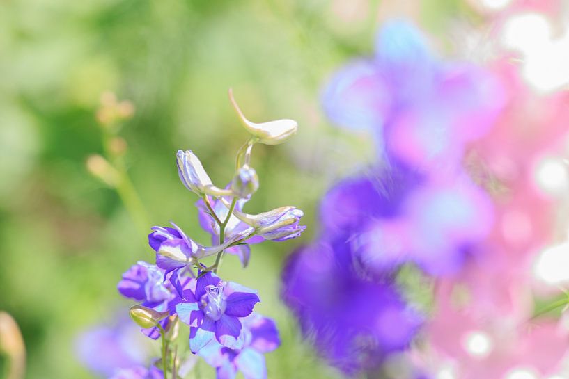 purple flower detail by Wicher Oort