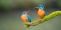 Kingfisher - Early love in panorama