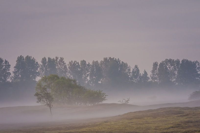 Landscape by Carla Eekels