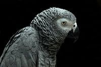 Perroquet à queue rouge grise