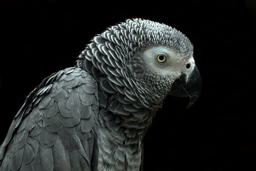 Grauer Rotschwanzpapagei von MSP Canvas