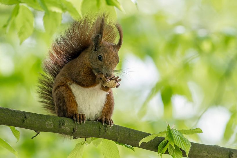 Eichhörnchen von Heiko Lehmann