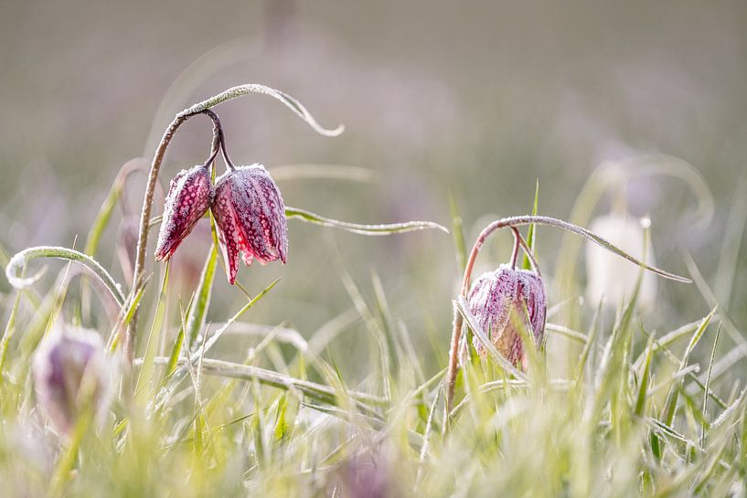 Wilder Tau der Kiebitzblume morgens von Fotografiecor .nl