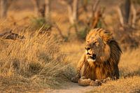 Der König im goldenen Licht