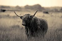 Schottischer Highlander 15