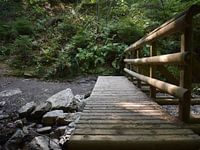 Quiet Escape into the green woods