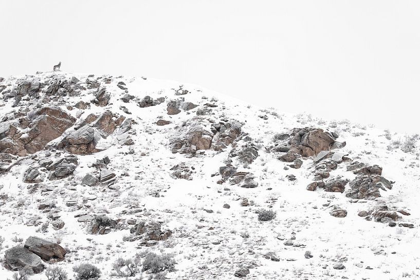 Lonely in the Snow - Rest and Strength by Alex Pansier