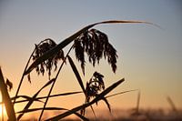 Zonsopkomst door het riet met tegenlicht