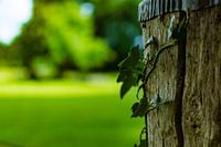 English Ivy in Spring