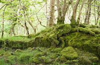 Trees and moss