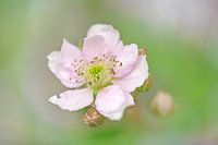 Close up of pink flower
