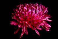 Beautiful Pink Chrysanthemum in low key