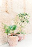 Terrakotta-Pflanzgefäße mit Pflanzen für eine Terrakotta-Mauer in Marokko