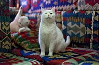 Pubcats Lounge-Bar, Amsterdam