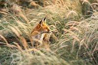 Fuchs im goldenen Licht