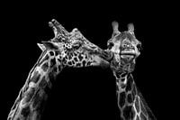 Romantic giraffes in black and white