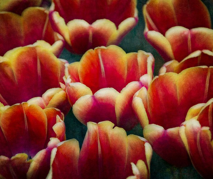 Tulipes par WTCHCRFT Images