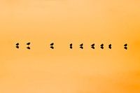 Symphonie auf dem Wasser - Vögel mit Spiegelungen bei Sonnenuntergang