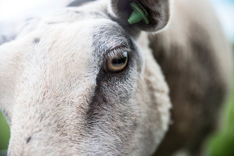 sheep by Mariska Hofman