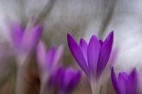 Crocuses in the garden