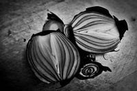 the eye of the onion