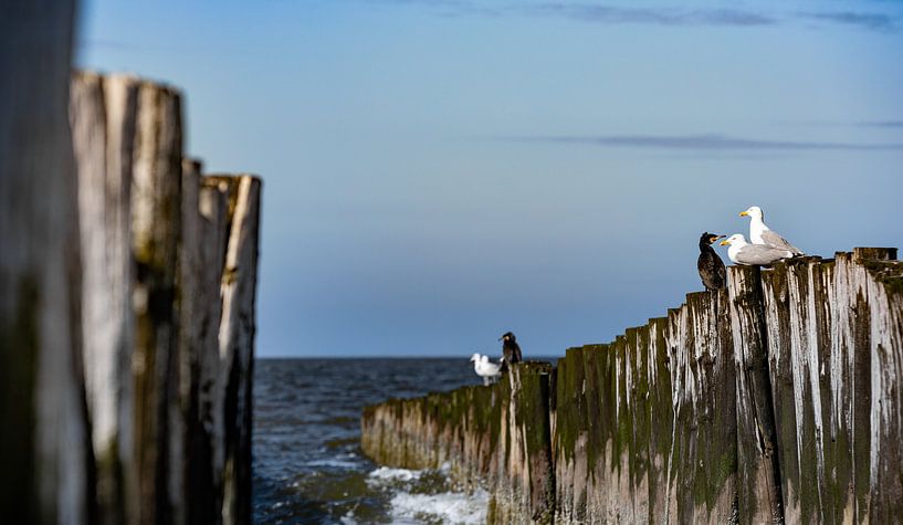 Poteaux de plage avec des oiseaux par Percy's fotografie