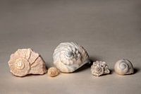 De spiraal van Fibonacci.