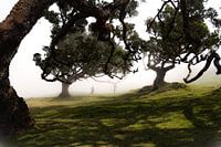 Der Märchenwald auf der Insel Madeira