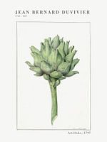 Jean Bernard Duvivier - Artischocke