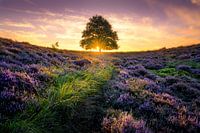 Einsamer Baum auf der Posbank