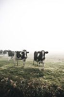 Des vaches dans le brouillard !