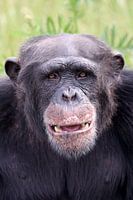 chimpanzee