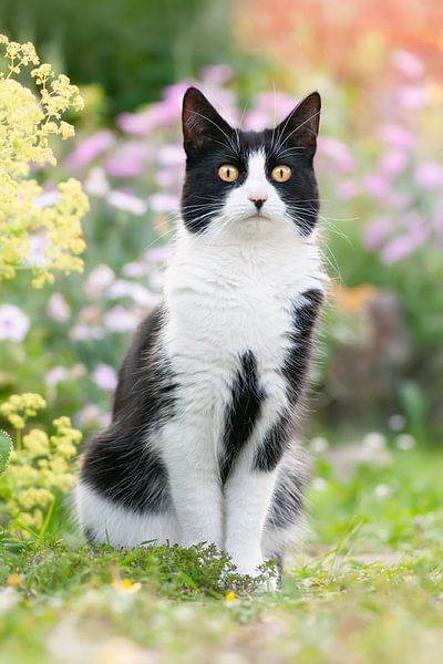 Black-White Cat in a Garden by Katho Menden
