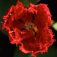 Nahaufnahme Tulpenknopf