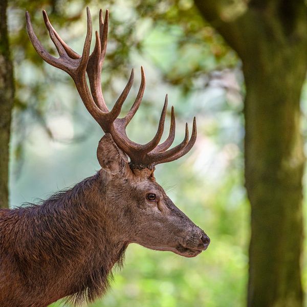Rotwild Hirsch im Wald im Frühherbst von Sjoerd van der Wal Fotografie