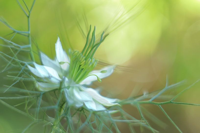 Love-in-a-mist by Jacqueline Gerhardt