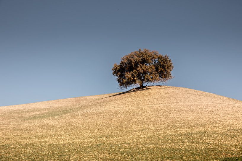 Lonely tree standing in the plaines of Spain against a blue gray sky by Wout Kok